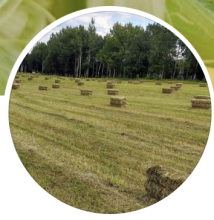 C.E. Robson Organics