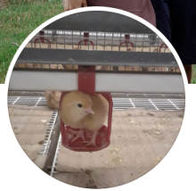 Frisa Farms