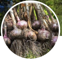 Selwyn Garlic Farms