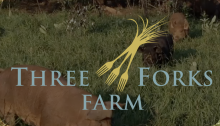 Three Forks Farm