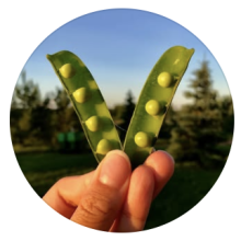 Peas on Earth Organic garden
