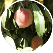 Masumoto Family Farm